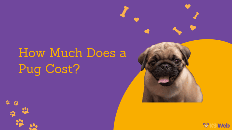 Pug Price Guide