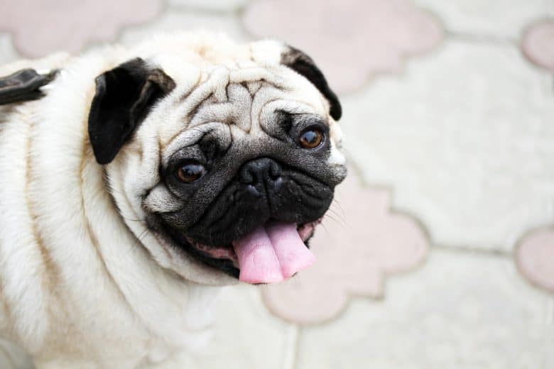 A close-up image of a pug smiling and sticking its tongue out