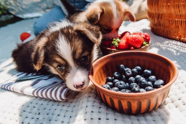 Puppies eating strawberries and blueberries