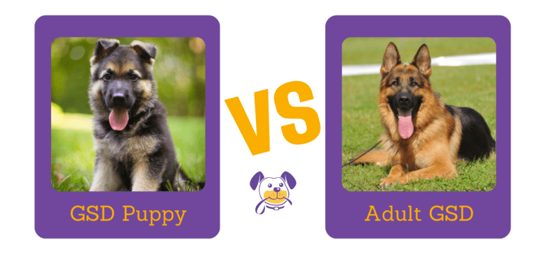 GSD Puppy vs Adult GSD Price