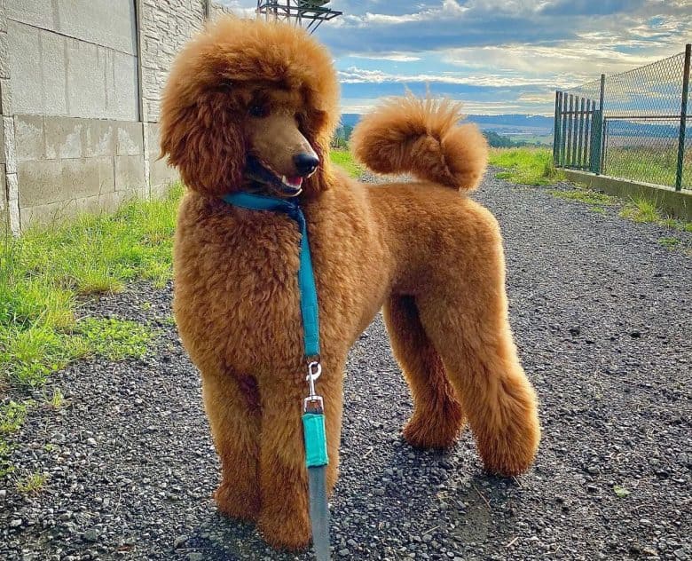 A red Standard Poodle on a walk