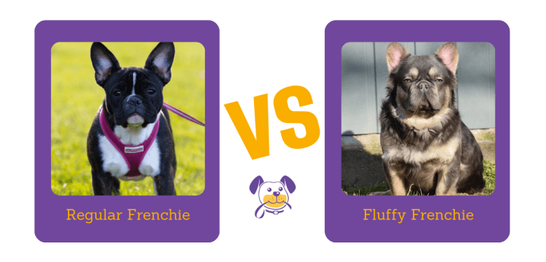 Regular Frenchie vs Fluffy Frenchie