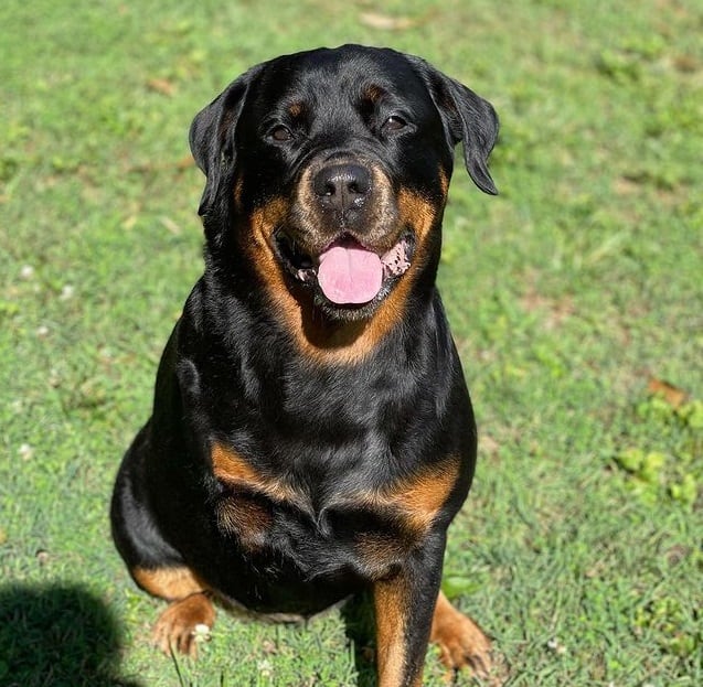 A Rottweiler dog sitting on the grass and smiling with its tongue out