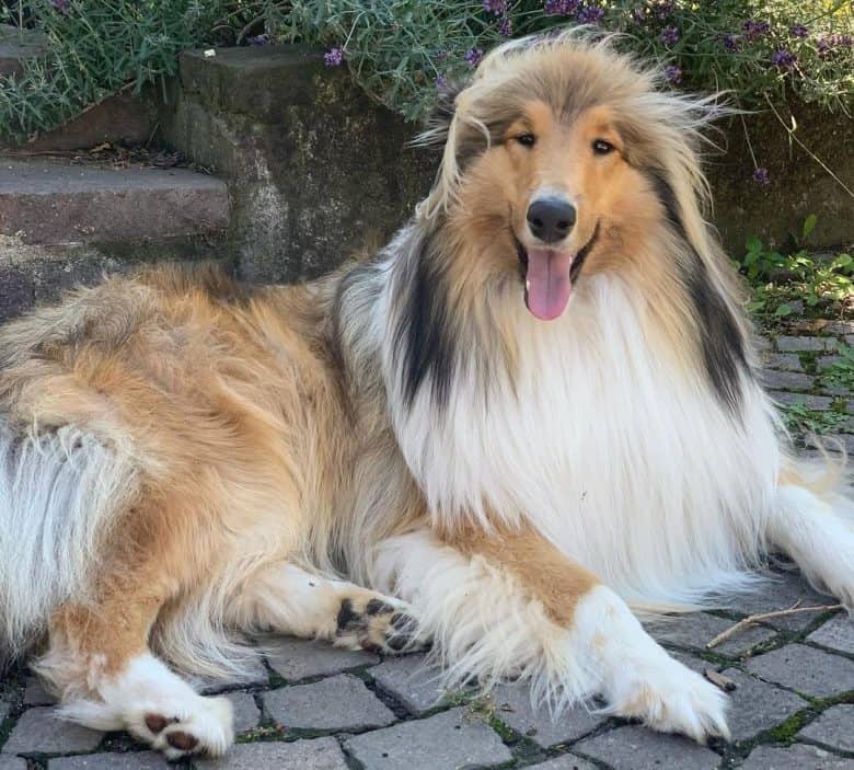 Rough Collie chilling on the patio
