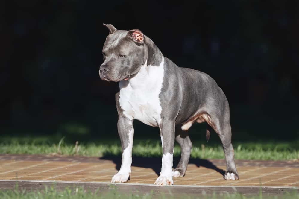 A white-and-gray American Staffordshire Terrier dog standing, in a low mood