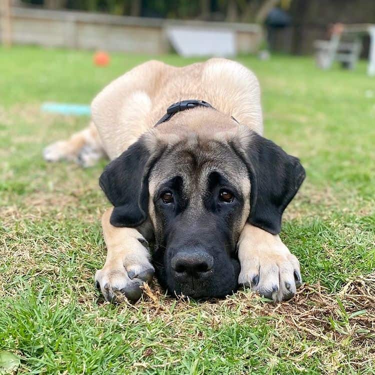 A sad Anatolian Shepherd lying on the grass