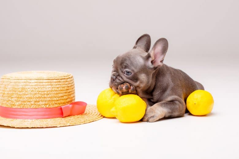 A sad Frenchie surrounded by three pieces of lemons