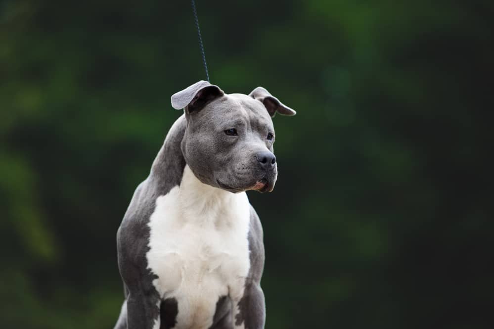 A white-and-gray American Staffordshire Terrier dog in a sad mood