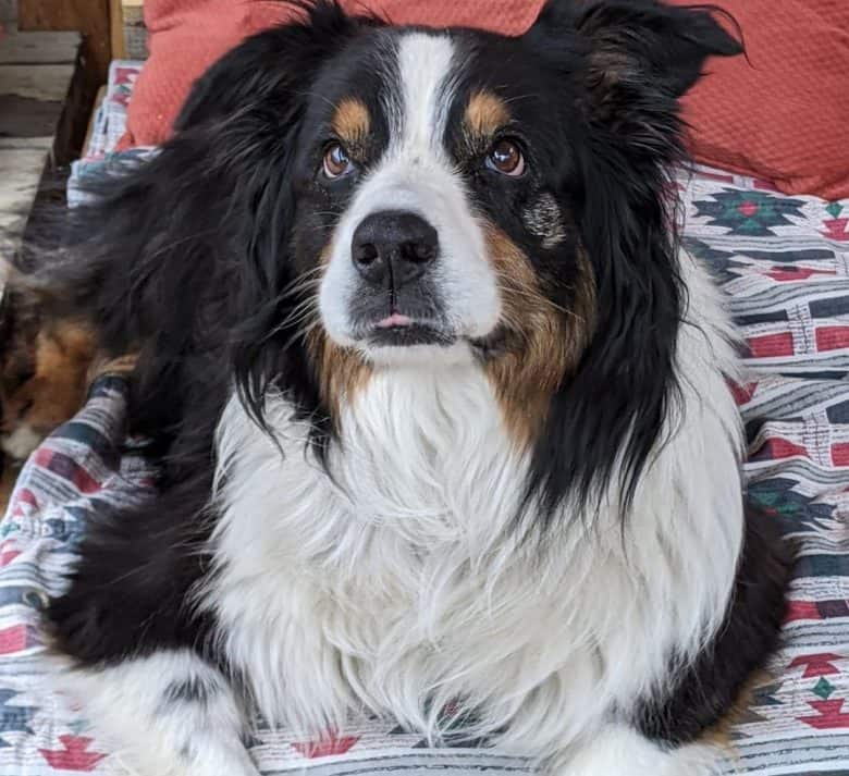 Senior Aussie lying on his bed
