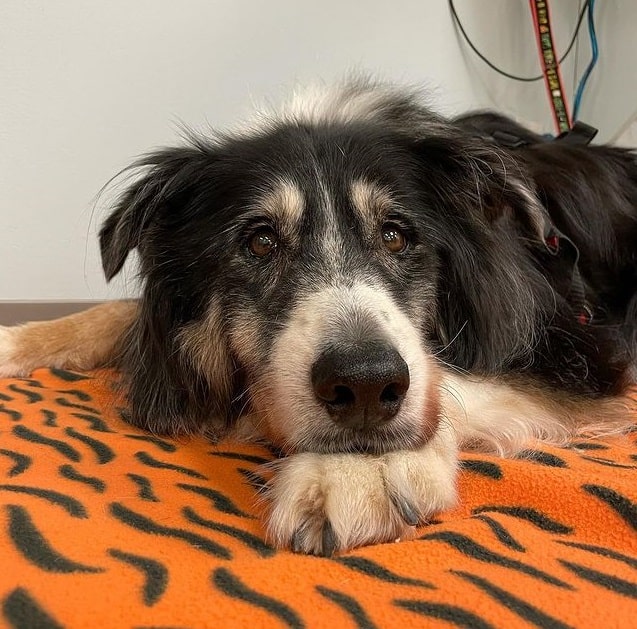 A sad senior Australian Shepherd dog lying on a blanket