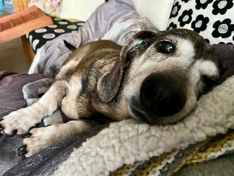 A senior Dachshund dog lying down