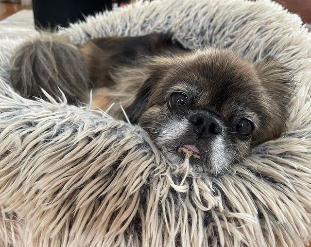 A senior Tibetan Spaniel dog lying on a cushion 