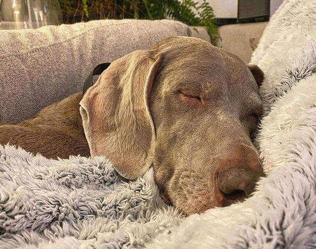 A senior Weimaraner dog lying down, sleeping