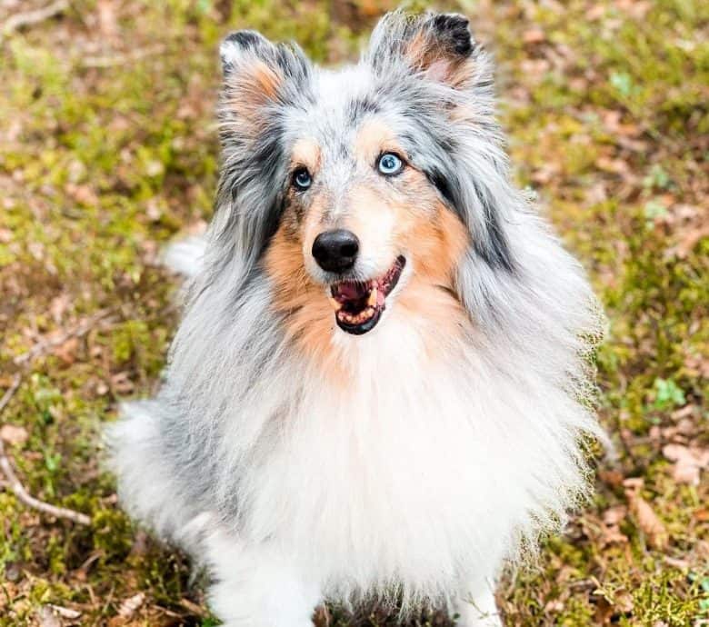 Shetland Sheepdog sitting under the sun