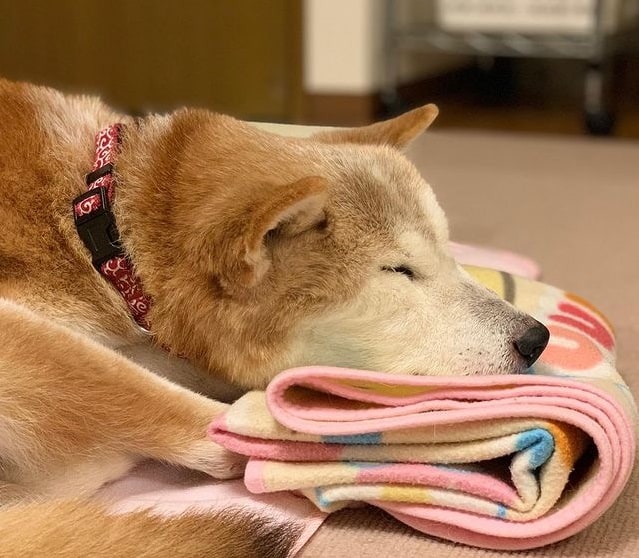 A Shiba Inu resting its head on a folded blanket, its eyes closed