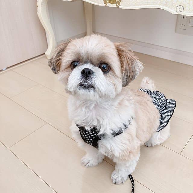 A Shih Tzu standing, leashed, and dressed up