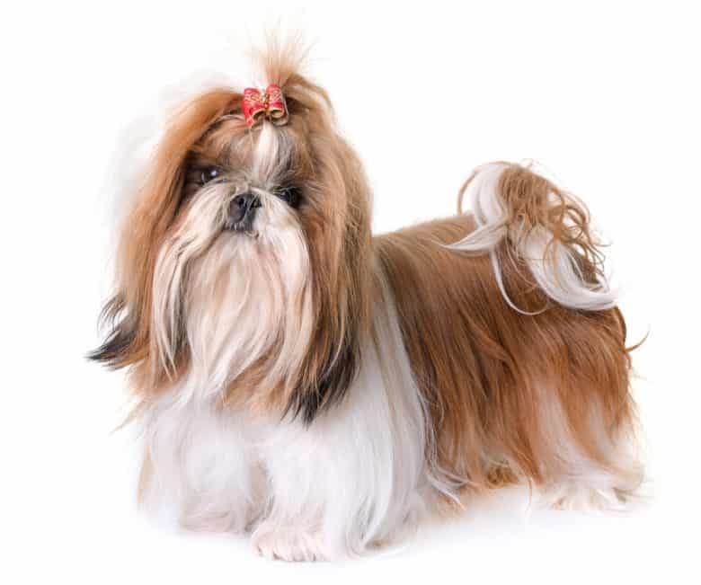 A long-haired Shih Tzu standing on a white background, wearing a hair clip