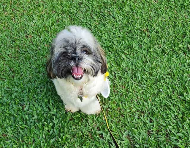 A leashed Shih Tzu puppy standing on the grass, looking up and smiling with its tongue out