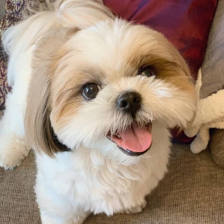 A Shih Tzu looking up and smiling