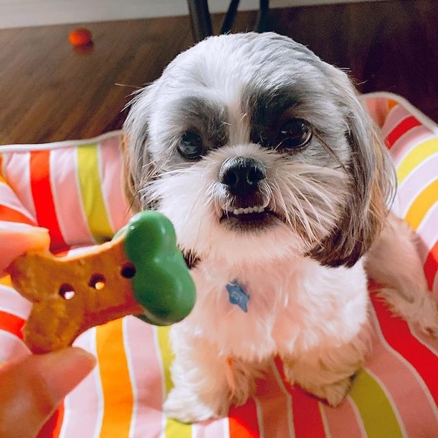A Shih Tzu standing on its couch, eyeing on a treat