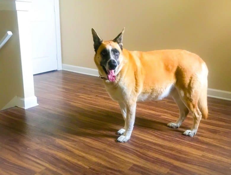 An Anatolian Shepherd Siberian Husky Mix sticking its tongue out