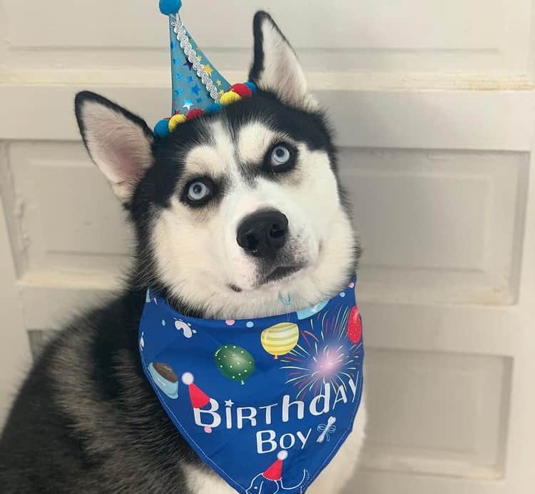 1 year old Siberian Husky celebrating birthday