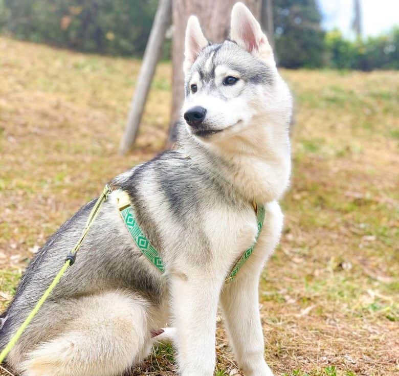 Siberian Husky dog curious on what's behind