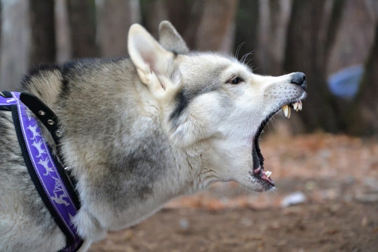 A Siberian Husky dog with its mouth open as if barking and to bite
