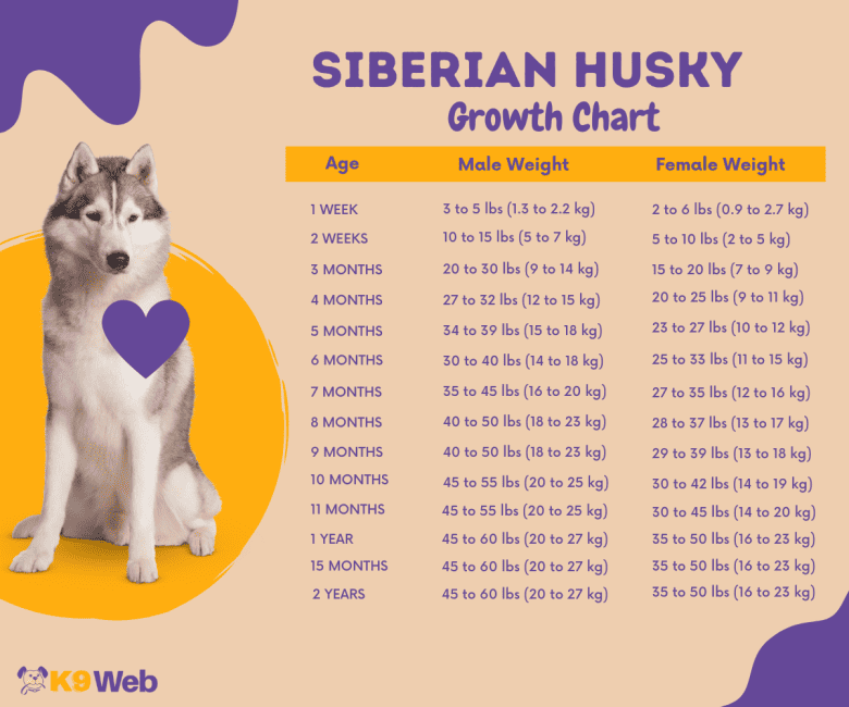 Siberian Husky Growth Chart Infographic