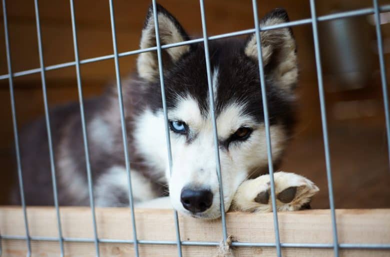 A Siberian Husky dog inside a wire crate