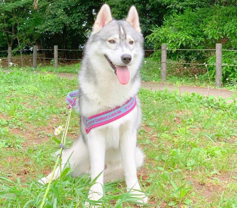 Siberian Husky on a Sunday trail