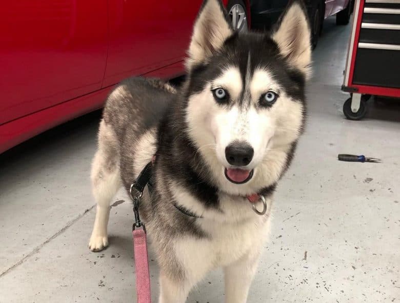 Siberian Husky on travel