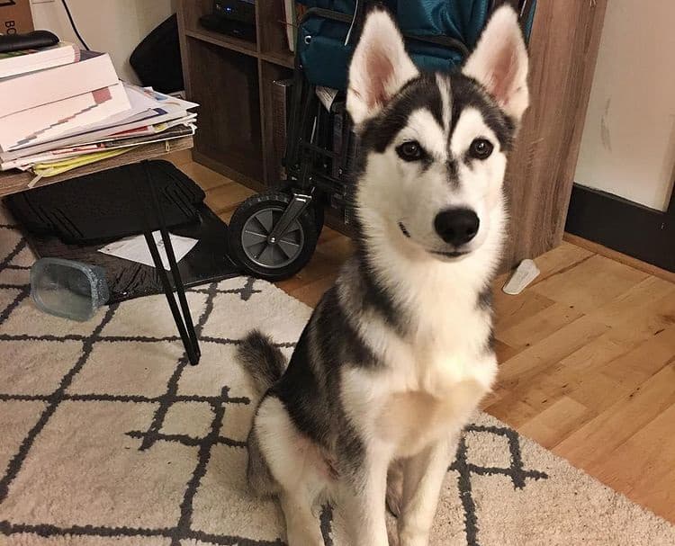 Siberian Husky patiently waiting for meal