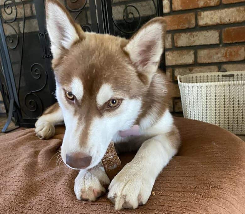 Siberian Husky protecting its treat