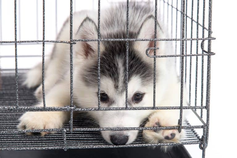 The 10 Best Dog Crates for Your Siberian Husky K9 