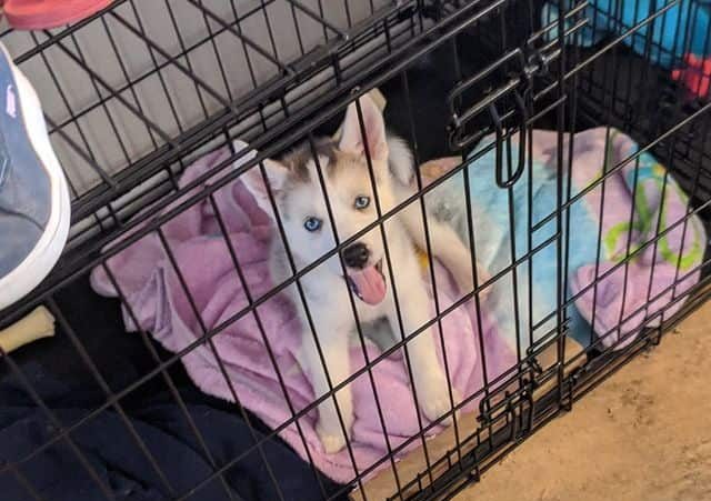 A Siberian Husky puppy looking up and smiling from inside its wire crate