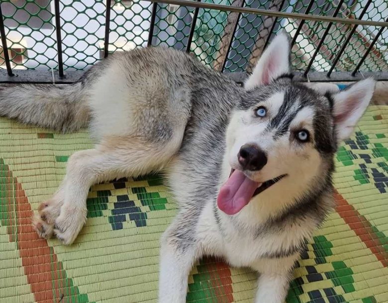 A Siberian Husky dog looking up from its crate and smiling with its tongue out