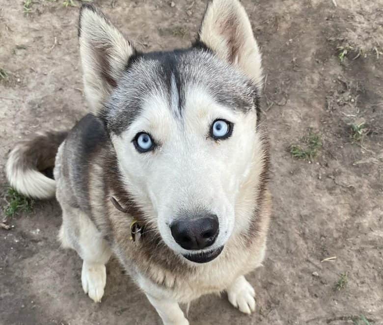 Siberian Husky with beautiful blue eyes