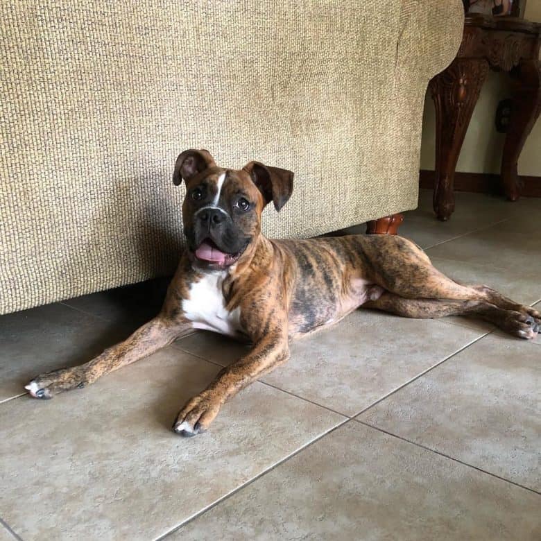A smiley six-month-old Boxer puppy lying on the floor