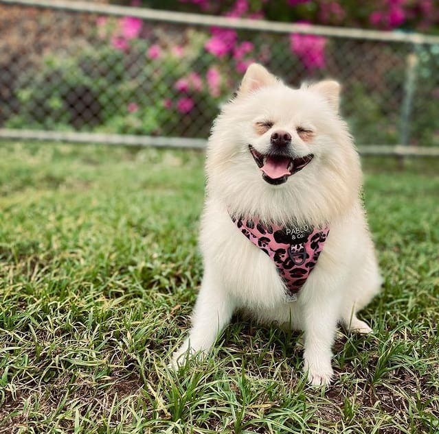 A white Pomeranian dog standing in a garden, smiling with its tongue out and eyes closed