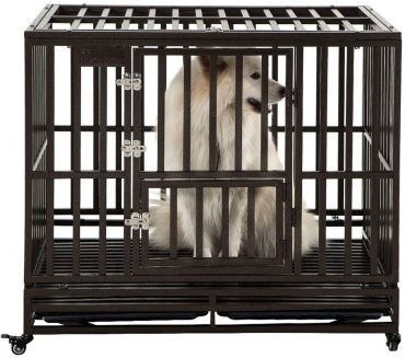 A white dog standing inside a metal dog crate