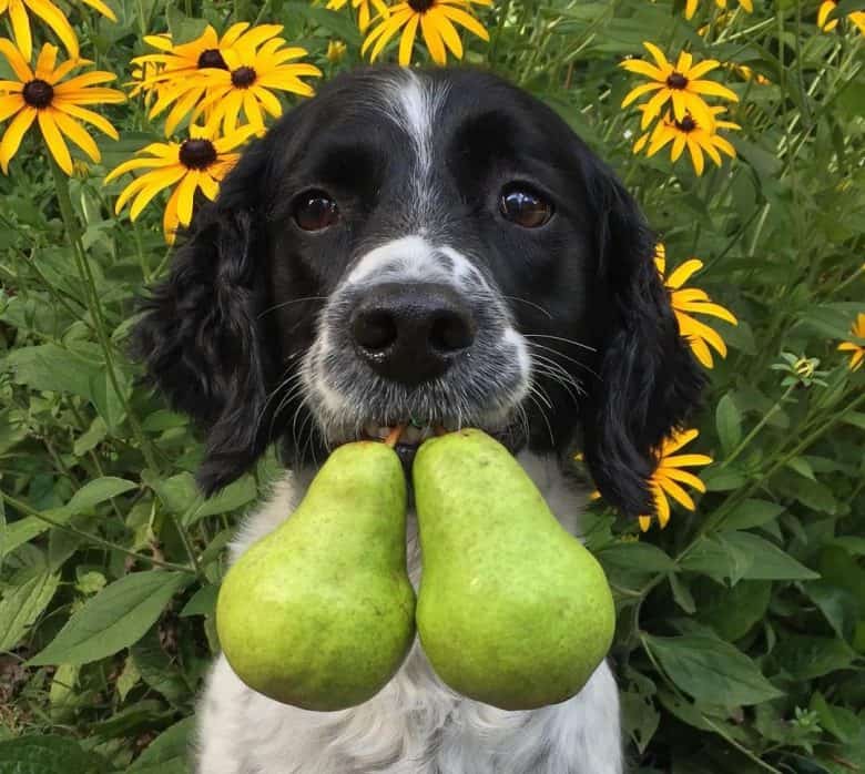 Spaniel dog picking the pair of pears