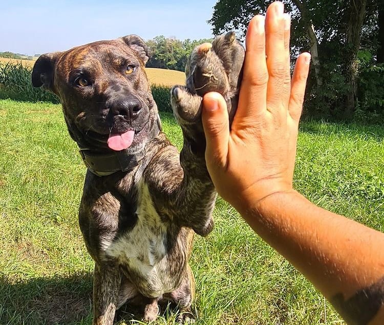 Spanish Alano dog giving high five