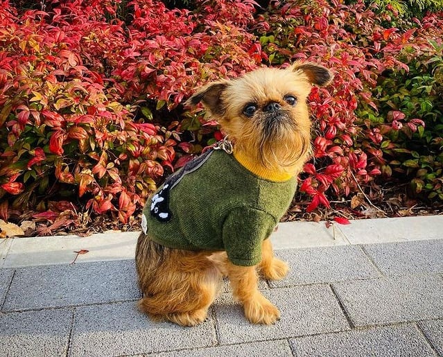 A tan Brussels Griffon standing on a brick floor, near the flowers
