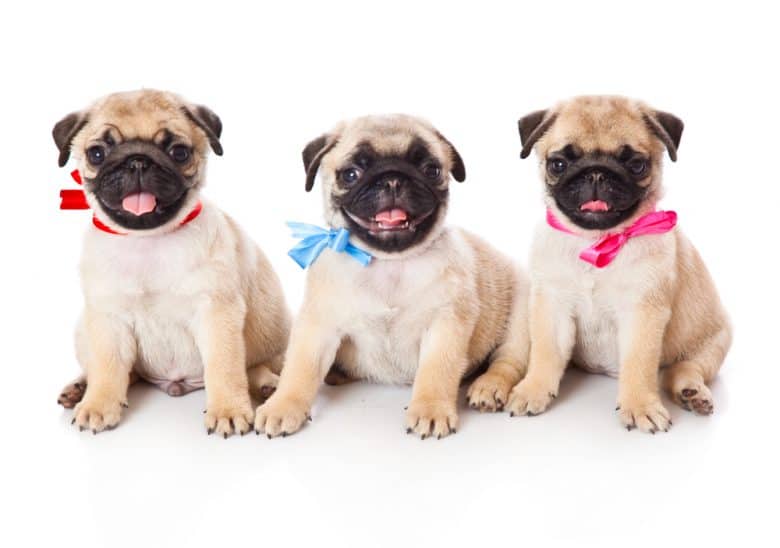Three smiling Pug puppies wearing ribbons