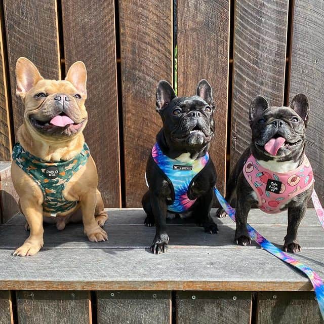 Three French Bulldogs standing on a wooden table, looking up and smiling