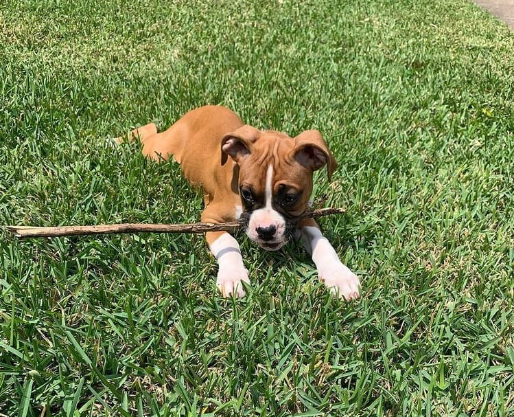 A three-month-old Boxer puppy lying on the grass and chewing on a wooden stick