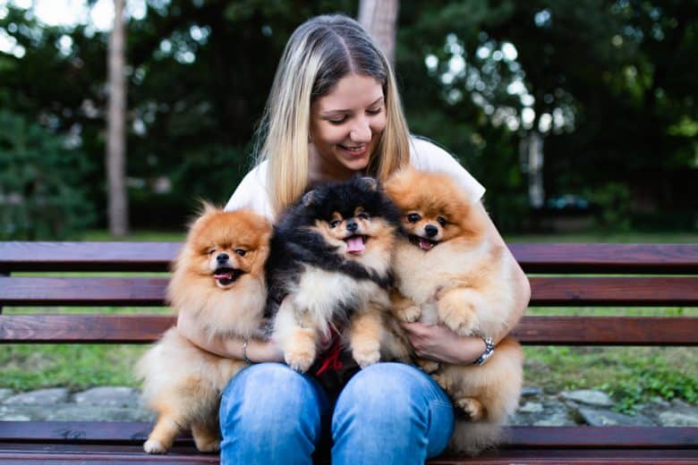 A woman sitting and hugging three Pomeranian dogs on a bench