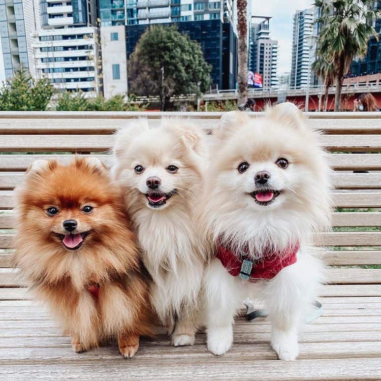 Three Pomeranian dogs smiling and standing on a bench at a park