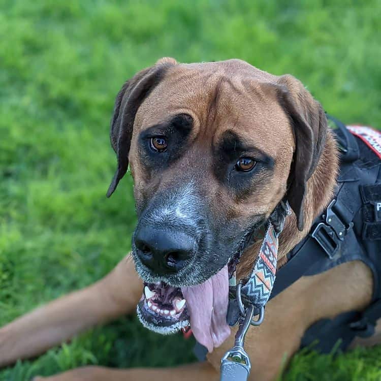 A Tosa Inu lying on the grass and sticking its tongue out